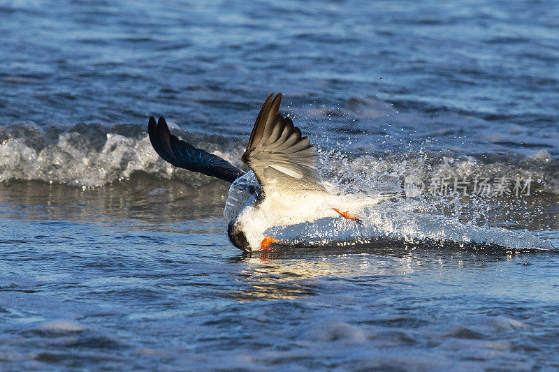 黑Skimmer, rynchops niger，在飞行中进食